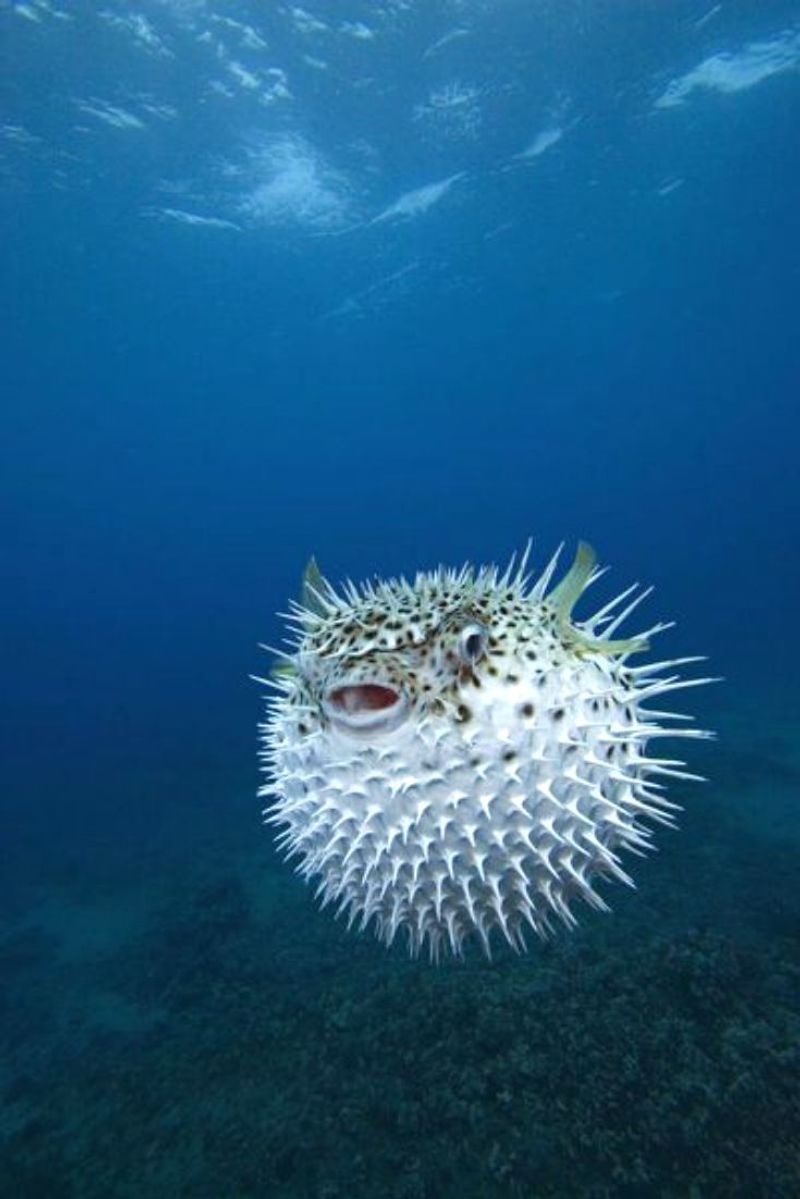 Pufferfish