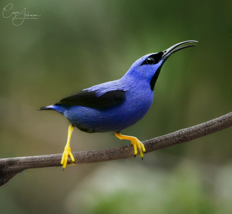 Purple Honeycreeper