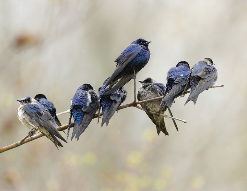 Purple Martin