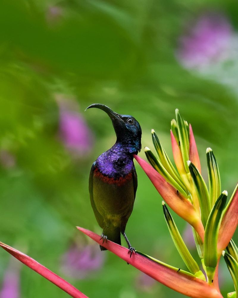 Purple Sunbird