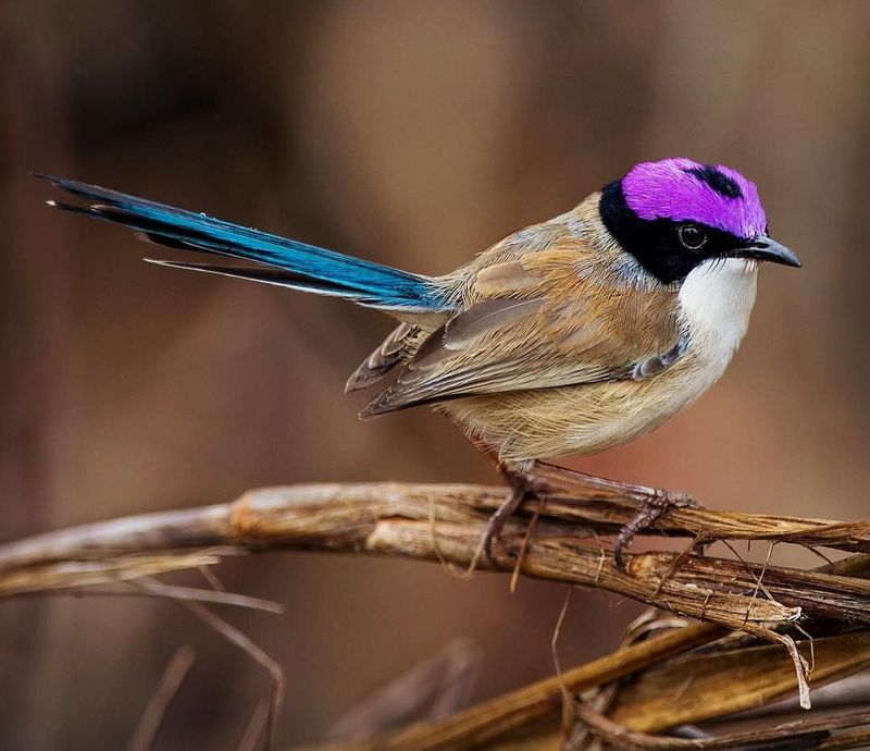 Purple-crowned Fairy