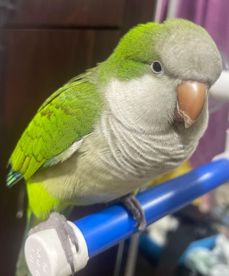 Quaker Parrot