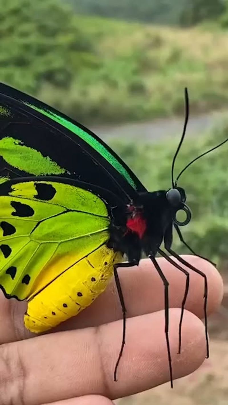 Queen Alexandra's Birdwing