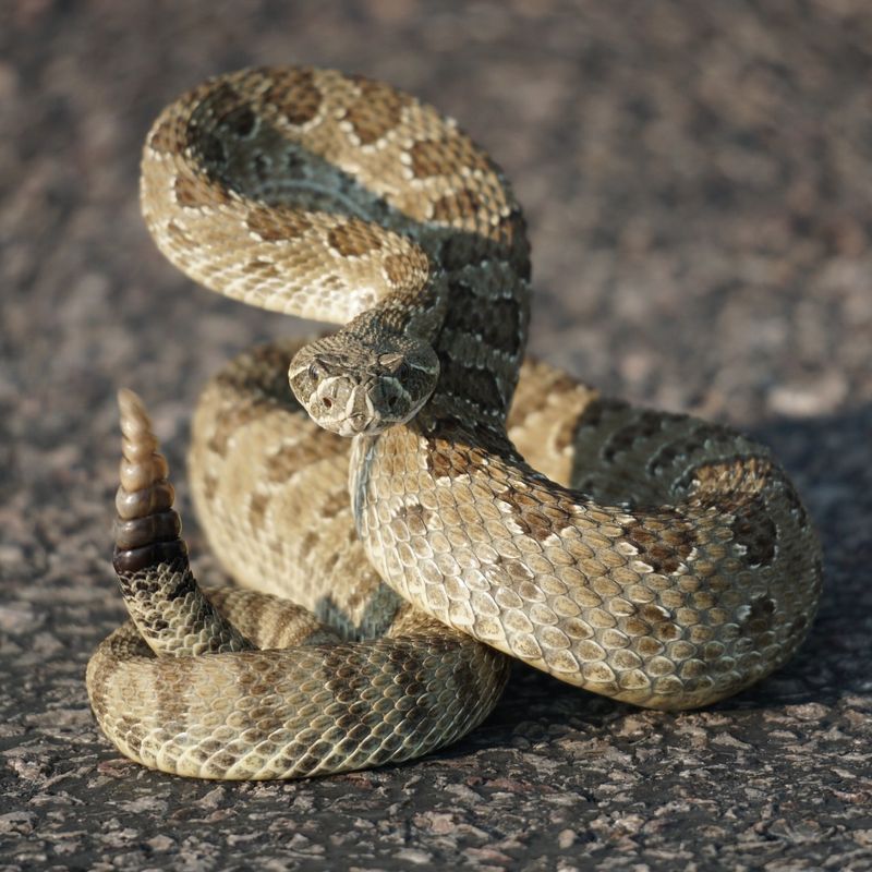 Rattlesnake