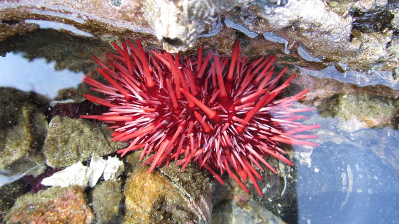 Red Sea Urchin