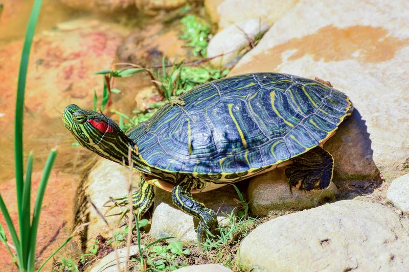 Red-eared Slider