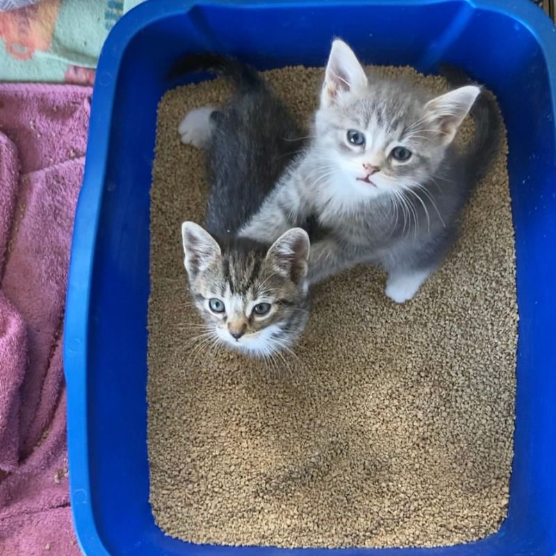 Refusing to Use the Litter Box