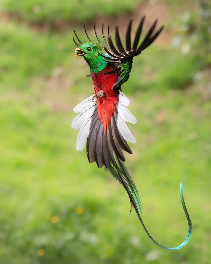 Resplendent Quetzal