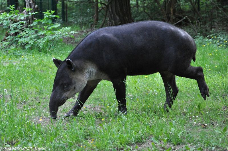 Rhinoceroses and Tapirs