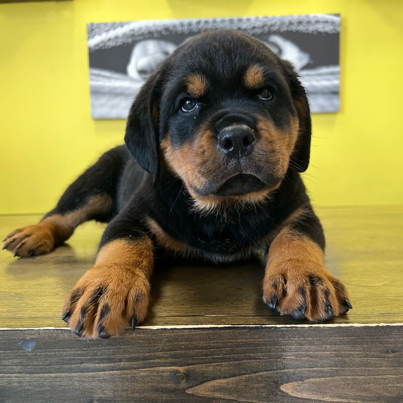 Rocky the Rottweiler