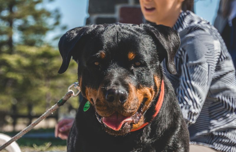 Rottweiler