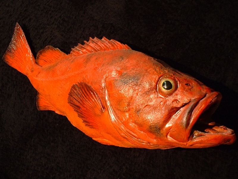 Rougheye Rockfish