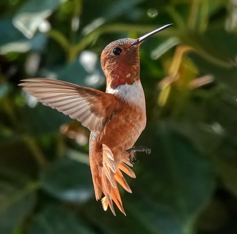 Rufous Hummingbird