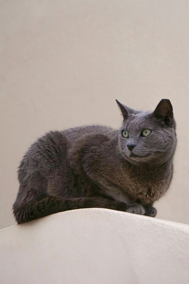 Russian Blue