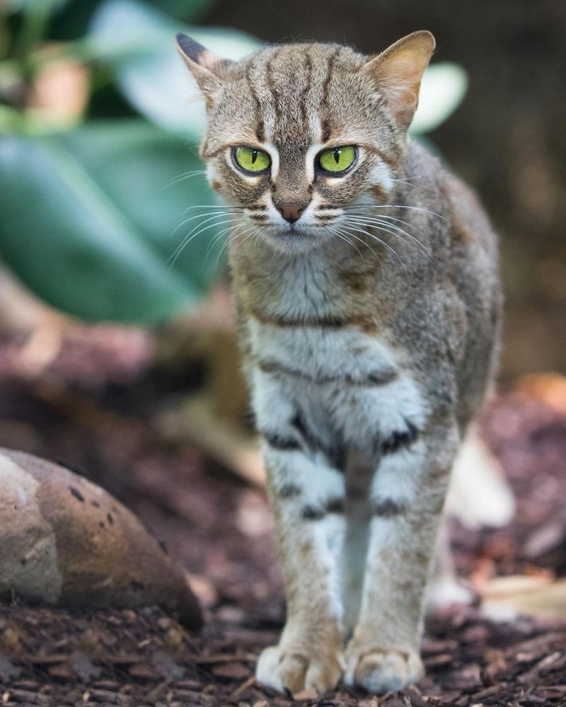 Rusty-spotted Cat