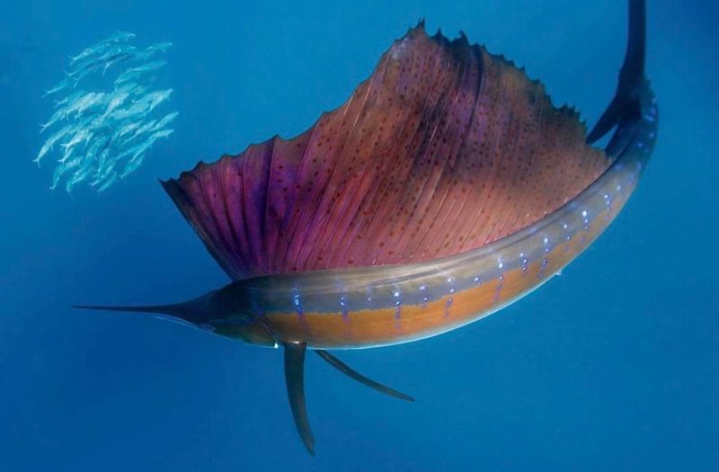 Sailfish