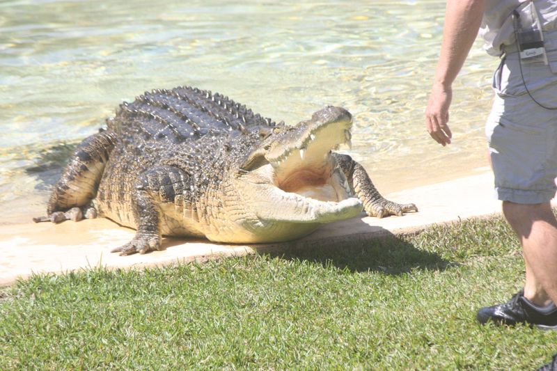 Saltwater Crocodile