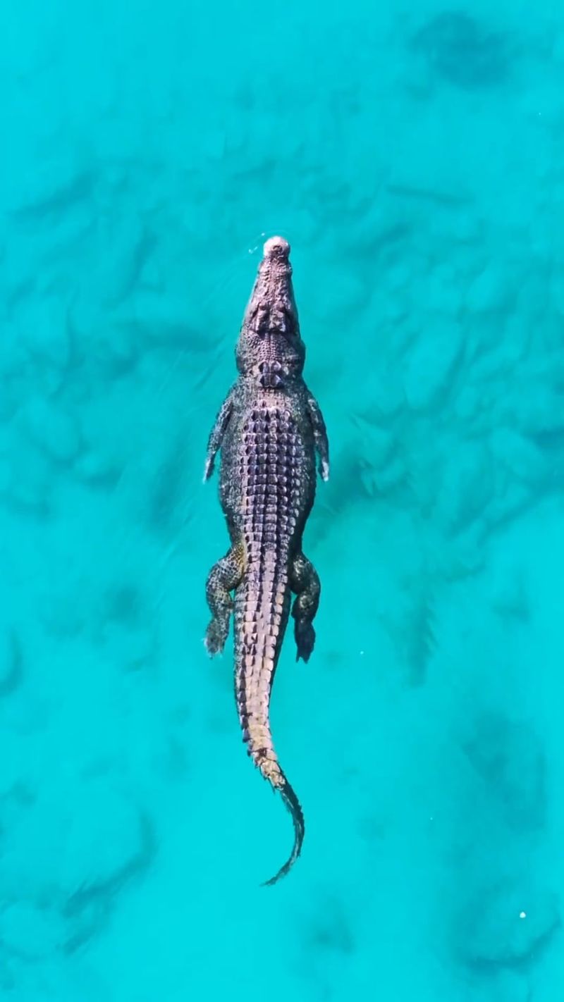 Saltwater Crocodile