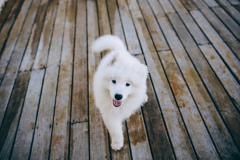 Samoyed