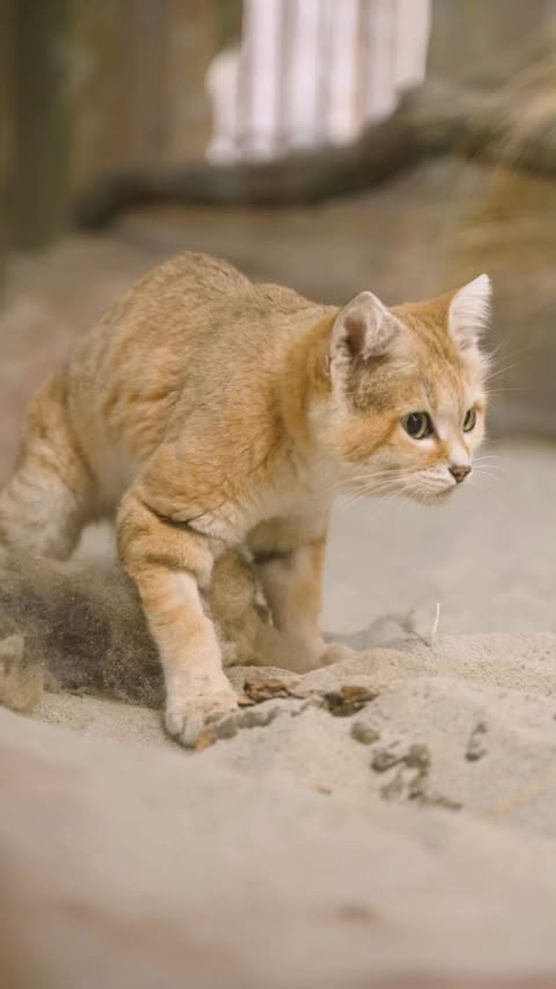 Sand Cat