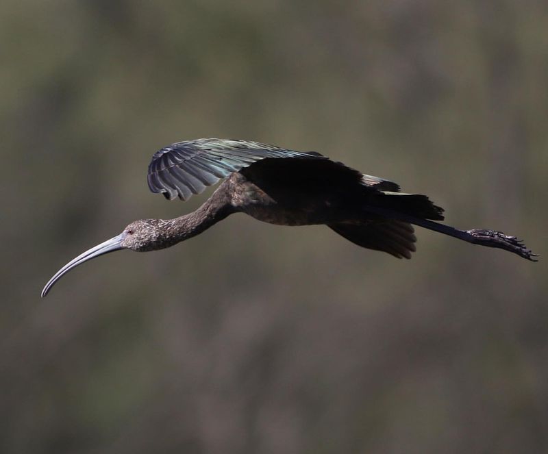 Santa Ana National Wildlife Refuge, Texas