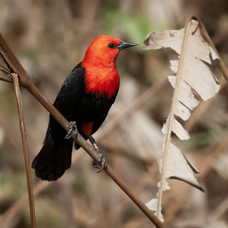 Scarlet-Headed Blackbird