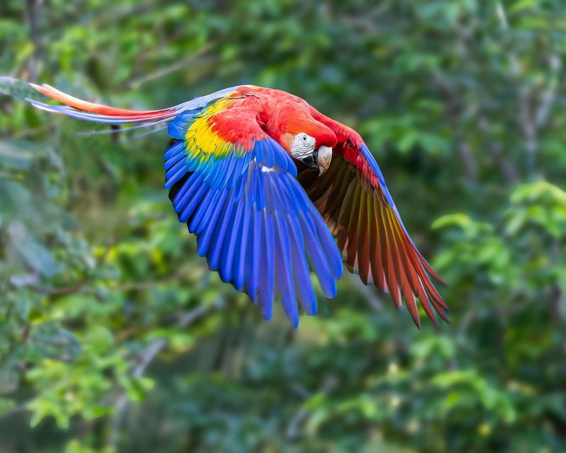 Scarlet Macaw