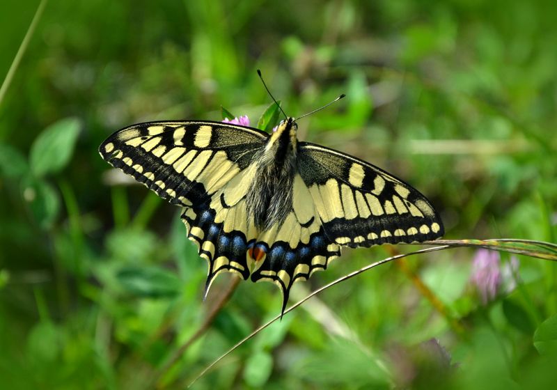 Schaus' Swallowtail