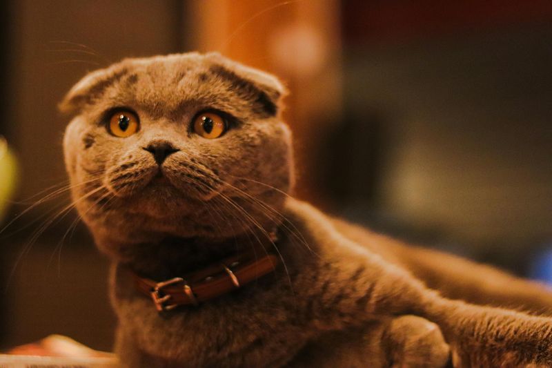 Scottish Fold