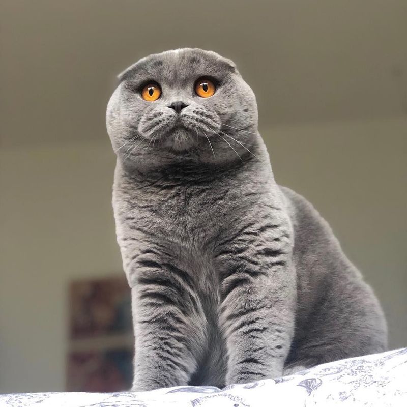 Scottish Fold