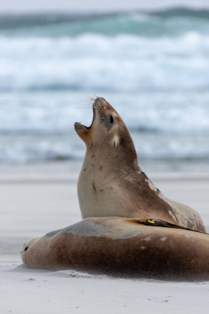 Sea Lions