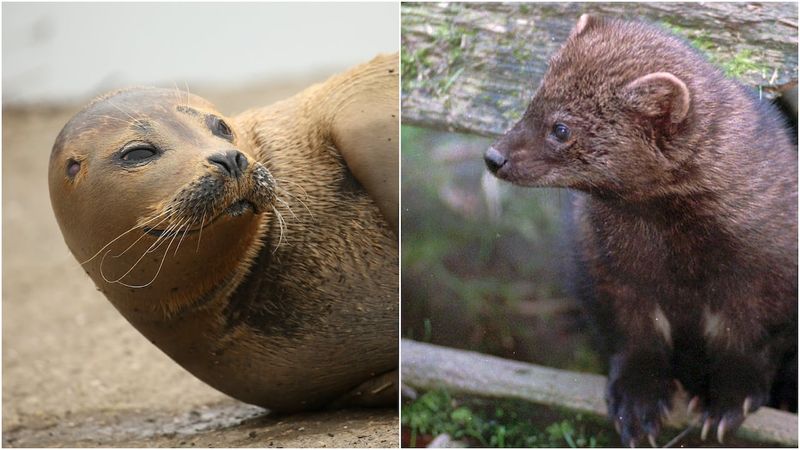 Seals and Weasels