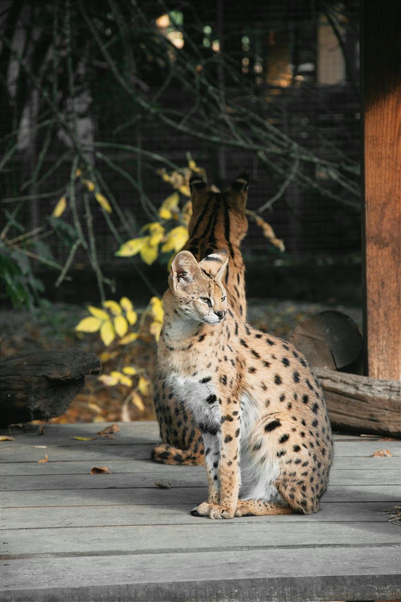 Serval