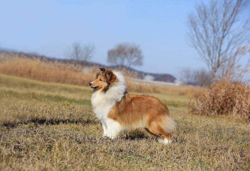 Shetland Sheepdog