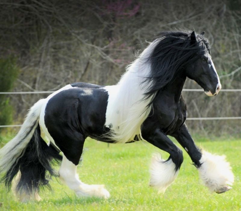 Shire Horse