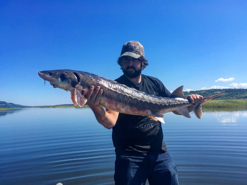 Shortnose Sturgeon