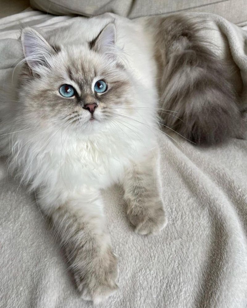 Siberian Cat