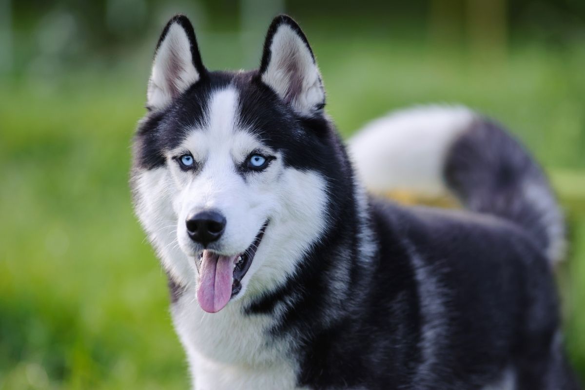 Siberian Husky – format35 via Canva