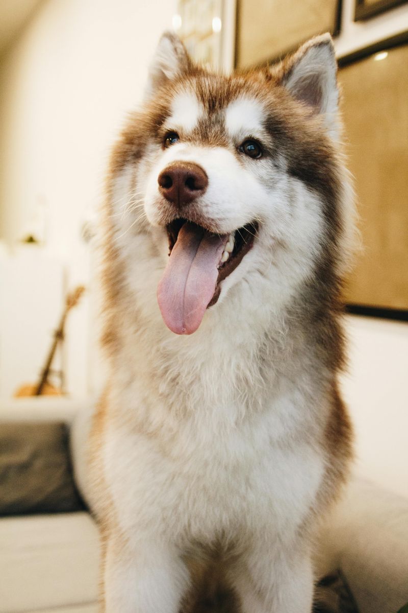 Siberian Husky