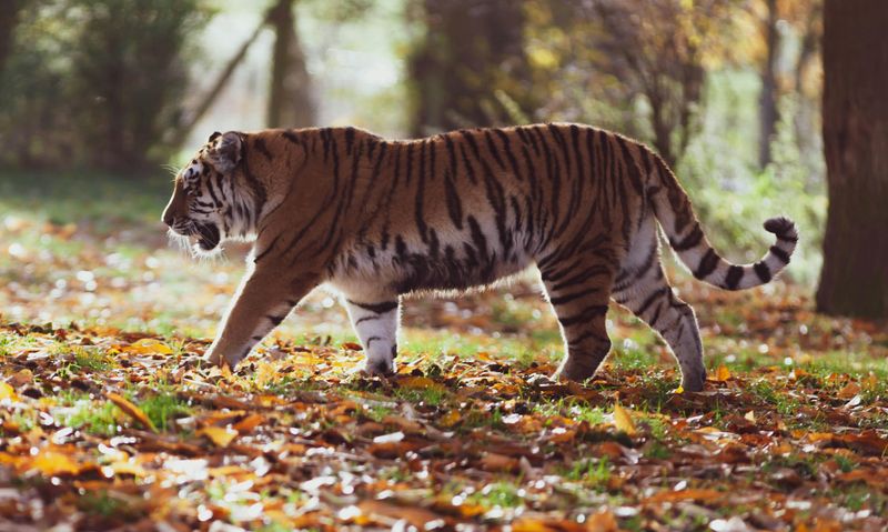 Siberian Tiger