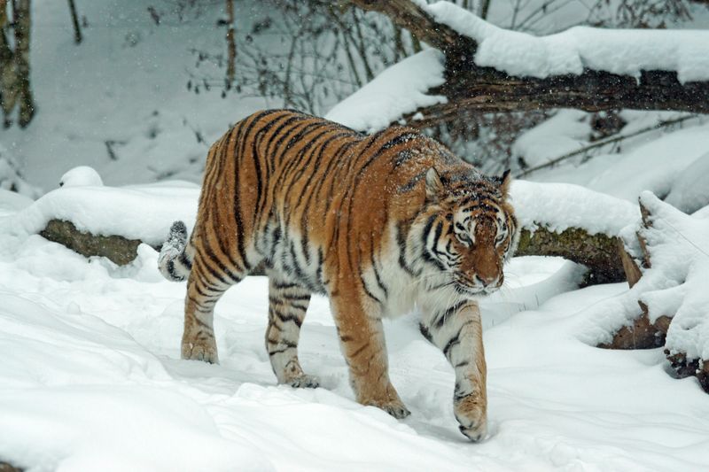 Siberian Tiger