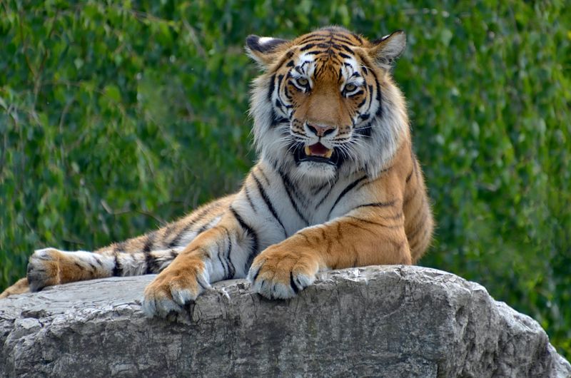 Siberian Tiger