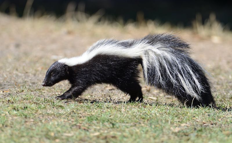 Skunk