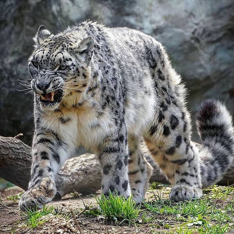 Snow Leopard