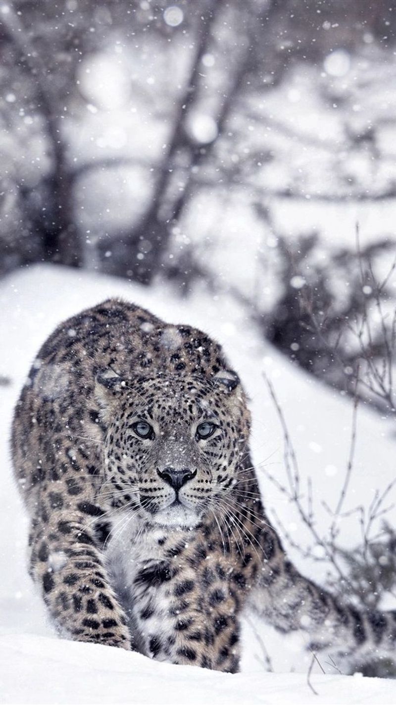 Snow Leopard