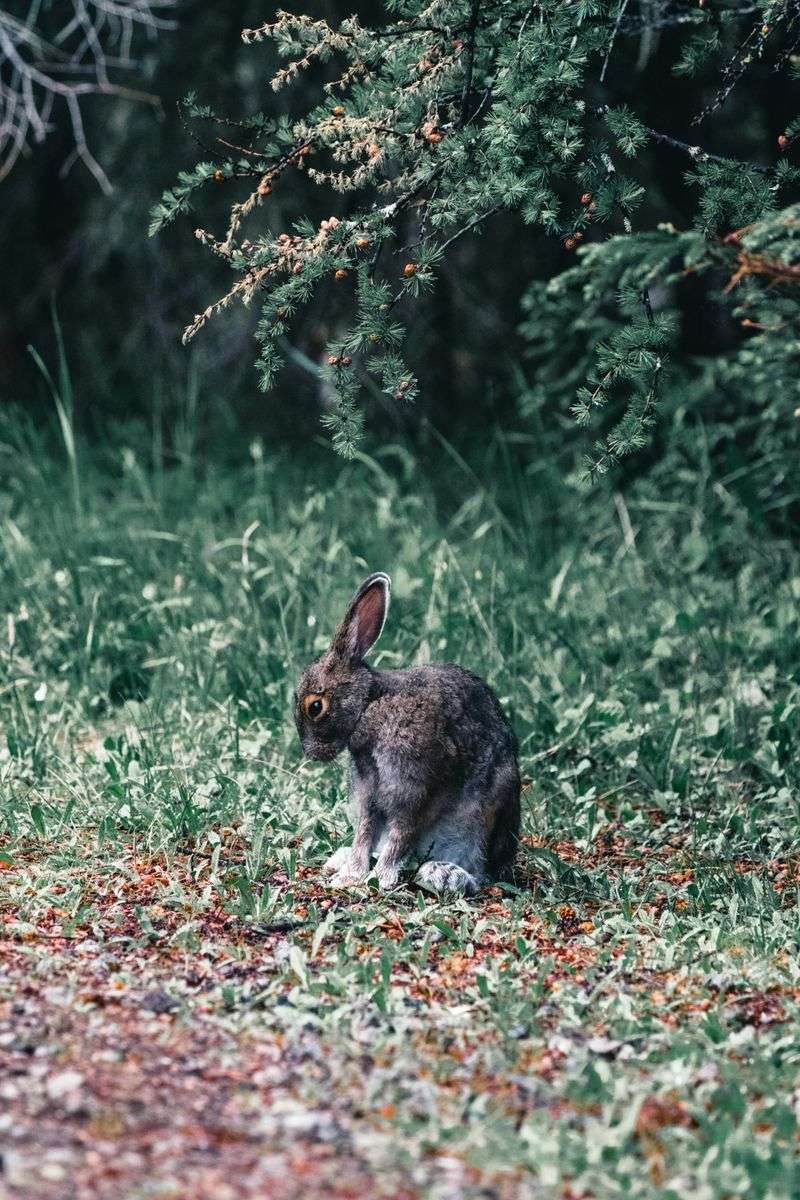 Snowshoe Hare