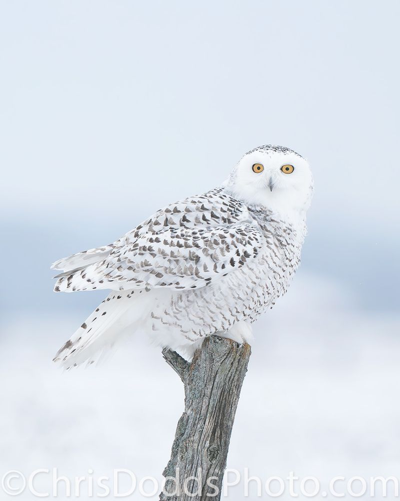 Snowy Owl