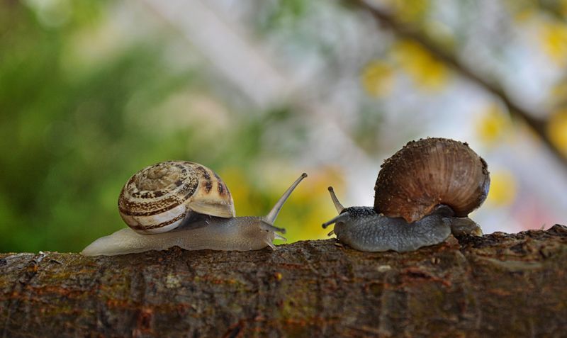 Socorro Springsnail