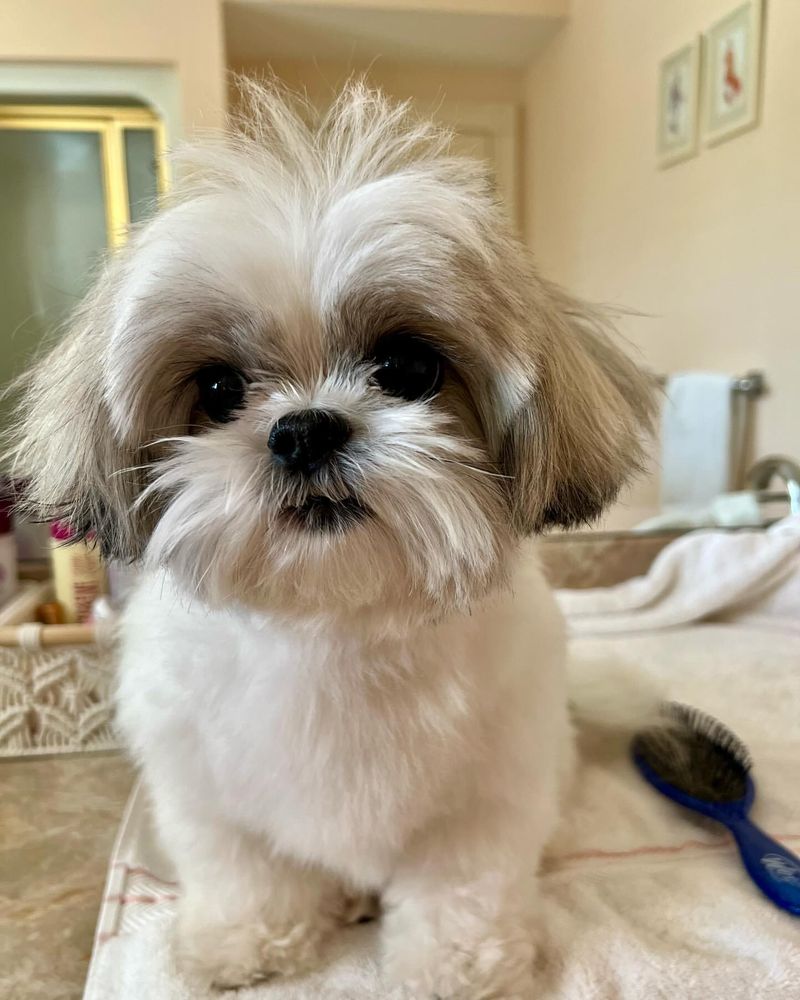 Sophie the Shih Tzu