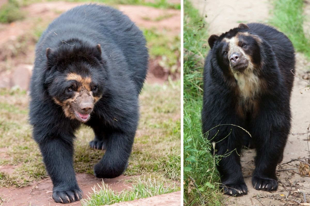 Spectacled Bear